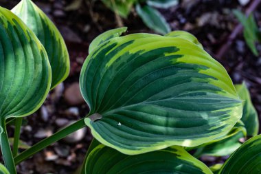 Hosta dekoratif bitkiler, öncelikle güzel yaprakları için yetiştirilir.