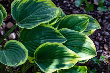 Hosta dekoratif bitkiler, öncelikle güzel yaprakları için yetiştirilir.