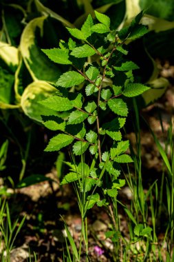 Dışarıda yetişen güzel bitki.