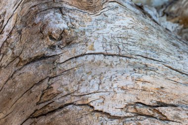 Eski büyük ağacın kökleri