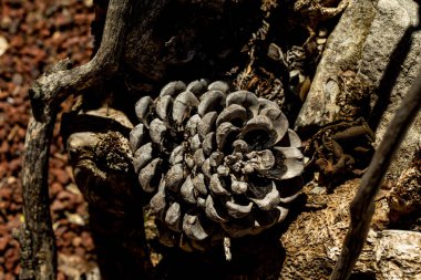 Çam kozalağı, makro fotoğraf.