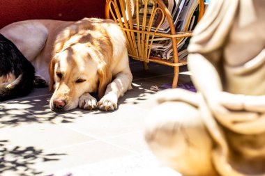şirin labrador köpek portresi