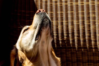 şirin labrador köpek portresi