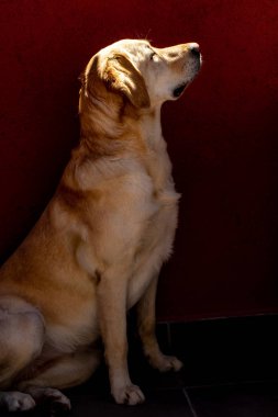 şirin labrador köpek portresi