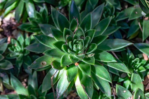 Beautiful Succulent Plant Growing Outdoor — Stock Photo, Image