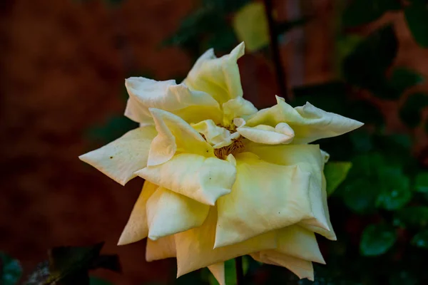 Rosa Amarilla Descolorida Jardín —  Fotos de Stock