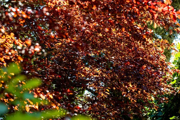 Rote Blätter Herbstpark — Stockfoto