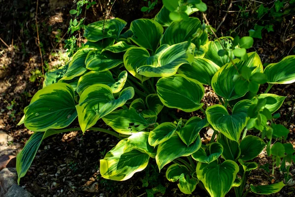 Hosta Decoratieve Planten Voornamelijk Geteeld Voor Hun Prachtige Gebladerte — Stockfoto