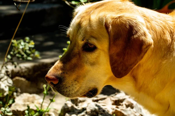 Schattig Labrador Hond Portret — Stockfoto