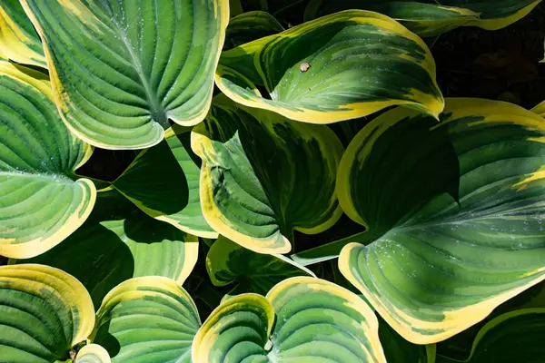 Hosta Plantas Decorativas Cultivadas Principalmente Por Sua Bela Folhagem — Fotografia de Stock