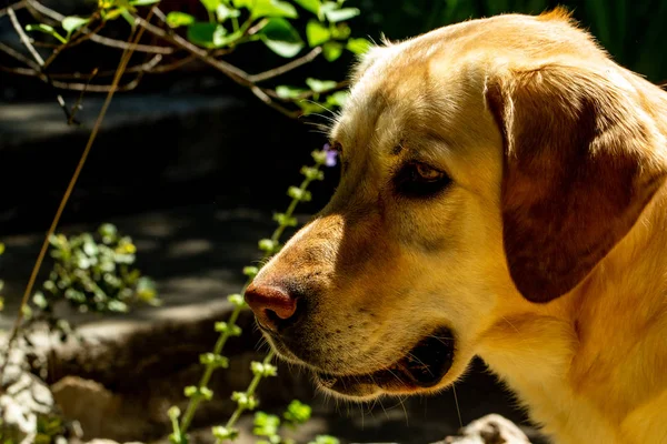 Yaz Parkında Şirin Labrador Köpeği — Stok fotoğraf