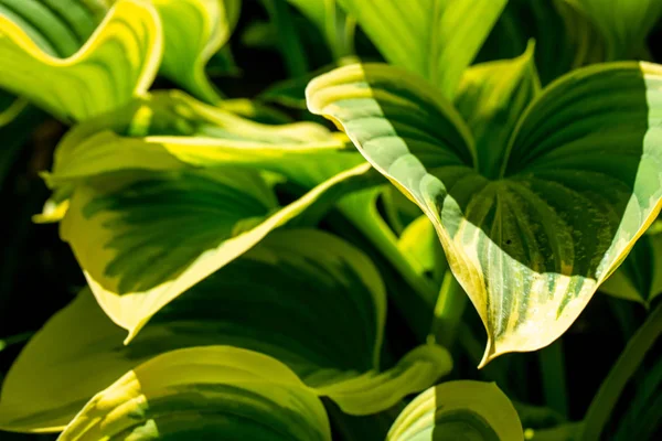 Hosta Dekoratív Növények Elsősorban Gyönyörű Lombozatuk Miatt Termesztik — Stock Fotó