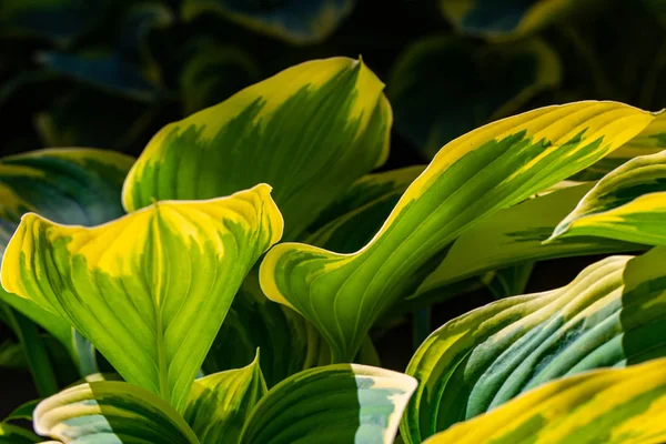 Hosta Dekoratív Növények Elsősorban Gyönyörű Lombozatuk Miatt Termesztik — Stock Fotó
