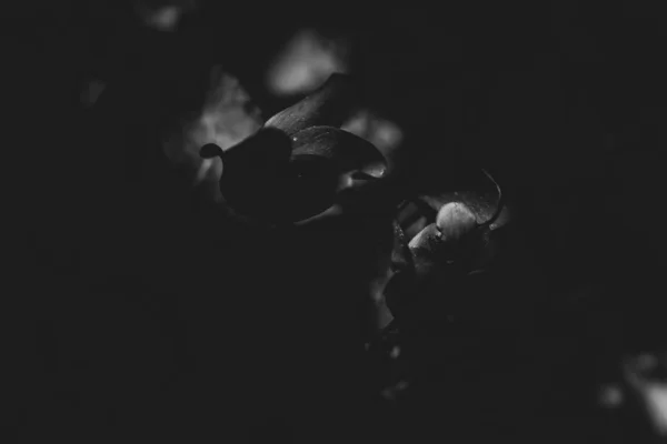 Faded Rose Garden Black White — Stock Photo, Image