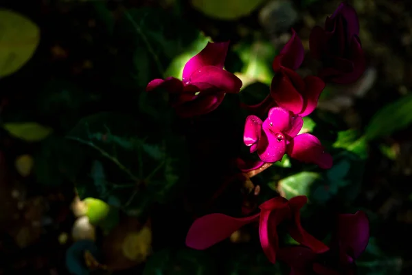 Hermosas Flores Rosadas Parque — Foto de Stock