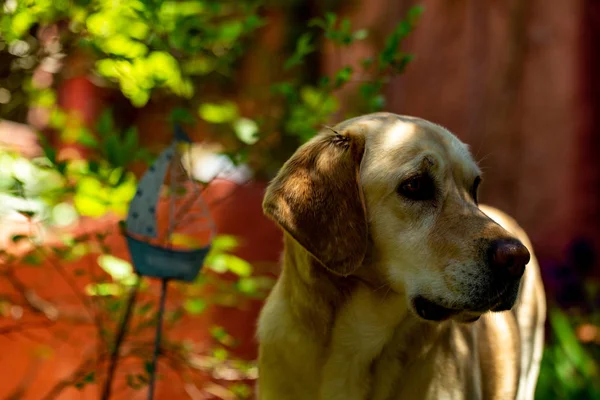 Schattig Labrador Hond Portret — Stockfoto