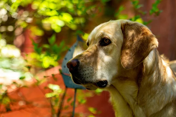 Şirin Labrador Köpek Portresi — Stok fotoğraf