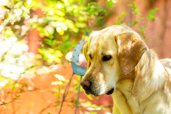 Schattig Labrador Hond Portret — Stockfoto