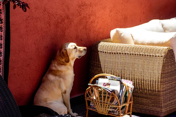 Schattig Labrador Hond Portret — Stockfoto