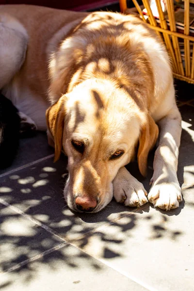 Ładny Portret Psa Labradora — Zdjęcie stockowe
