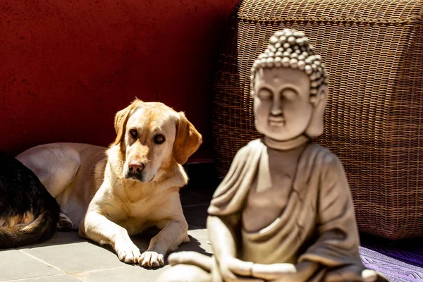 Klein Standbeeld Van Boeddha Hond — Stockfoto