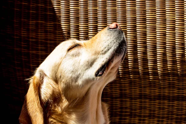 Schattig Labrador Hond Portret — Stockfoto