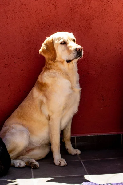可愛いラブラドール犬の肖像 — ストック写真