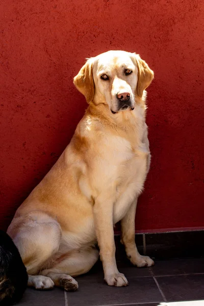 Cute Labrador Dog Portrait — Stock Photo, Image