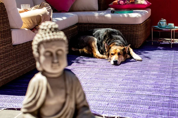Mały Posąg Buddy Psa — Zdjęcie stockowe