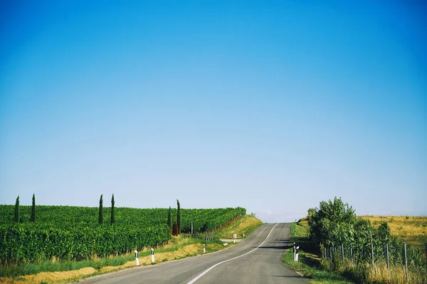 Tipik manzara doğa Hırvatistan Istria sahil üzerinde. Kırsal kesimde genç üzüm satırlarla güzel boş yol. Yaz günü. Doğa yeşil arka plan.