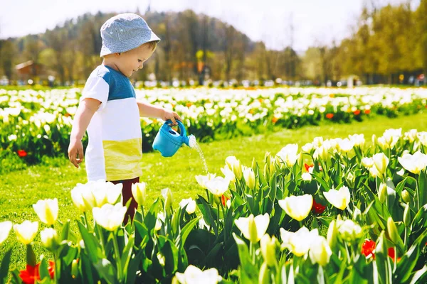 Little Boy Beautiful Garden Watering Can Yellow Tulips Flowers Child Stock Photo