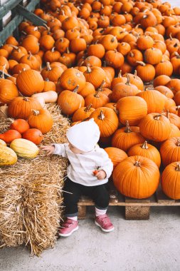 Kabak yama çocuk toplama kabak.
