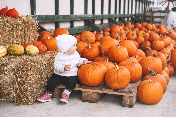 Child picking pumpkins at pumpkin patch.