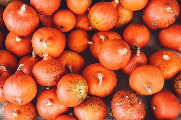 Kabak hasat sonbahar.