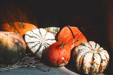 Renkli kabaklar ve farklı çeşitleri squashes. Backgroun