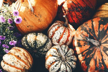 Farklı çeşitlerde renkli balkabakları ve kabakları. 