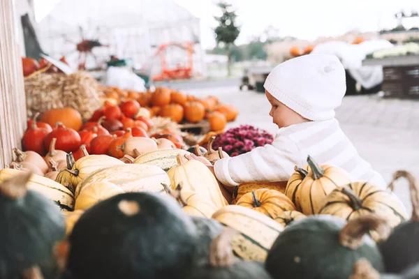 Child picking pumpkins at pumpkin patch.