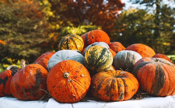 Herbstliche Ernte Farbenfroher Kürbisse Und Kürbisse Verschiedenen Sorten Auf Dem — Stockfoto