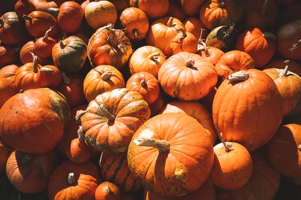 Herbsternte Der Kürbisse Hintergrund Der Verschiedenen Sorten Von Winterkürbissen Haufen — Stockfoto