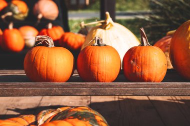 Sonbahar balkabağı hasadı. Kış kabaklarının farklı çeşitleri. Çiftlik pazarında ya da mevsimlik festivalde portakal kabağı yığını.