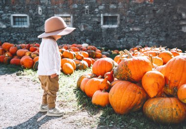 Balkabağı tarlasından balkabağı toplayan bir çocuk. Çiftçi gibi giyinmiş şirin bir çocuk çiftlik pazarında squash oynuyor. Şükran Günü ve Cadılar Bayramı. Aile sonbahar geçmişi.