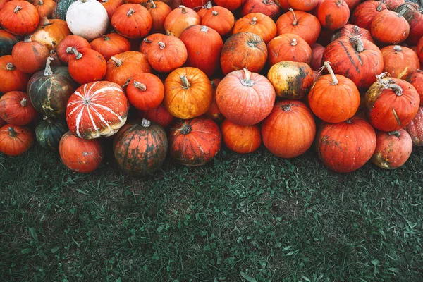 Sonbahar balkabağı hasadı. Kış kabaklarının farklı çeşitleri. Çiftlik pazarında ya da mevsimlik festivalde portakal kabağı yığını.