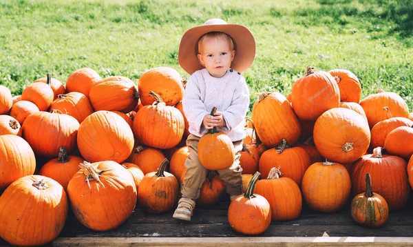 Child picking pumpkins at pumpkin patch. Cute little child dressed like a farmer playing among squash at farm market. Thanksgiving holiday season and Halloween. Family autumn background.