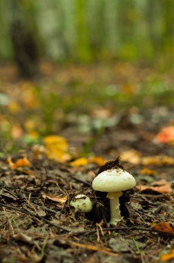    Ormanda zehirli mantar  