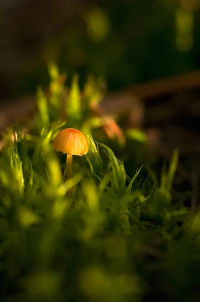 Svamp Fantasi Glödande Svamp Mystisk Mörk Skog Närbild Vackra Makro — Stockfoto