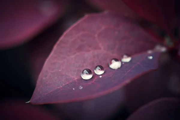 Leaf Barberry Violet Pink Color Drop Water Dew — Stock Photo, Image