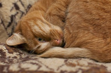 Kırmızı kedi uyuyor. tek gözle bakmak  