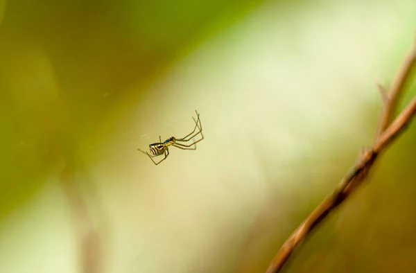 Eine Kleine Spinne Sitzt Netz Wilde Natur Grüner Hintergrund — Stockfoto