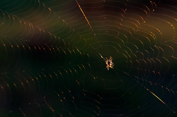 A little spider sits on the web. Wild nature. Deep forest. Dark background