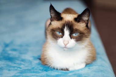 Kedi cins kar ayakkabısı mavi arka planda oturuyor. seçici odaklanma, kapat